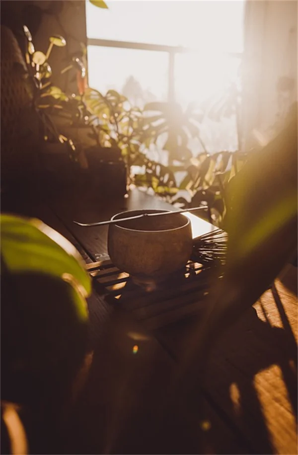 植物を売る前に知っておくべき5つのルールと許可証の取得方法