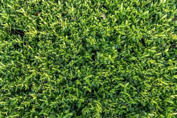 冬の観葉植物、やってはいけない7つの失敗とは？