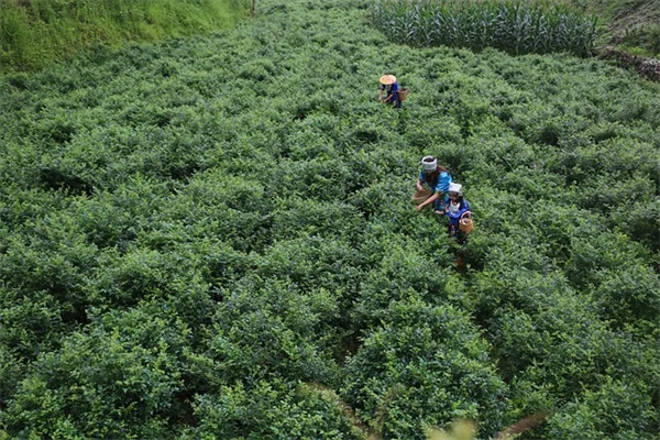 一年中美しい植物を育てる私が実践してきた冬の庭の秘訣
