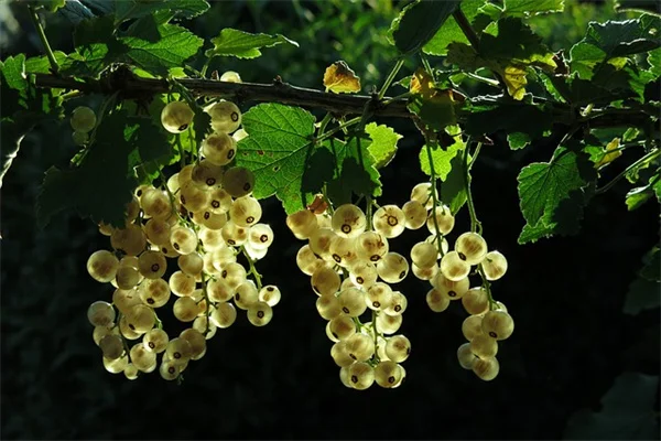 夏の宿根植物株分け、驚くべき効果とコツ